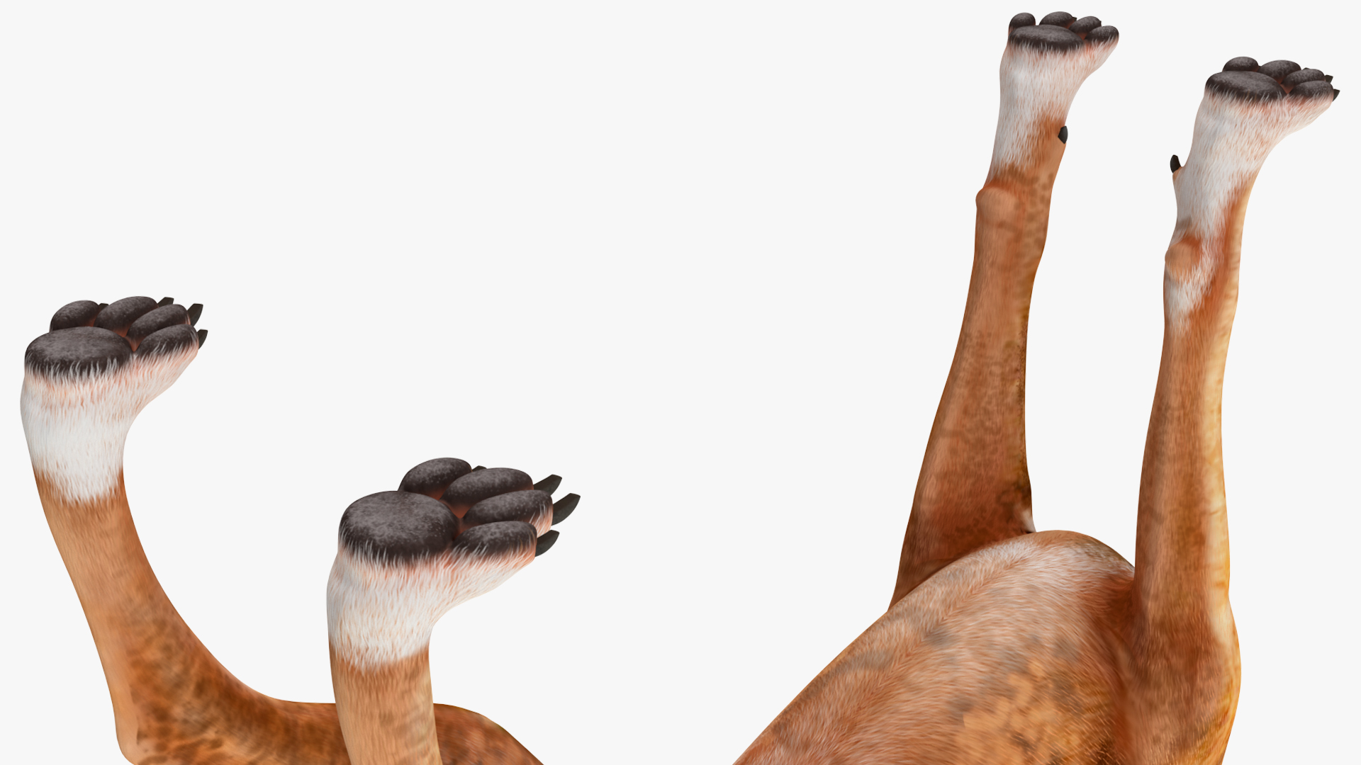 3D Boxer Dog Tiger Colored model