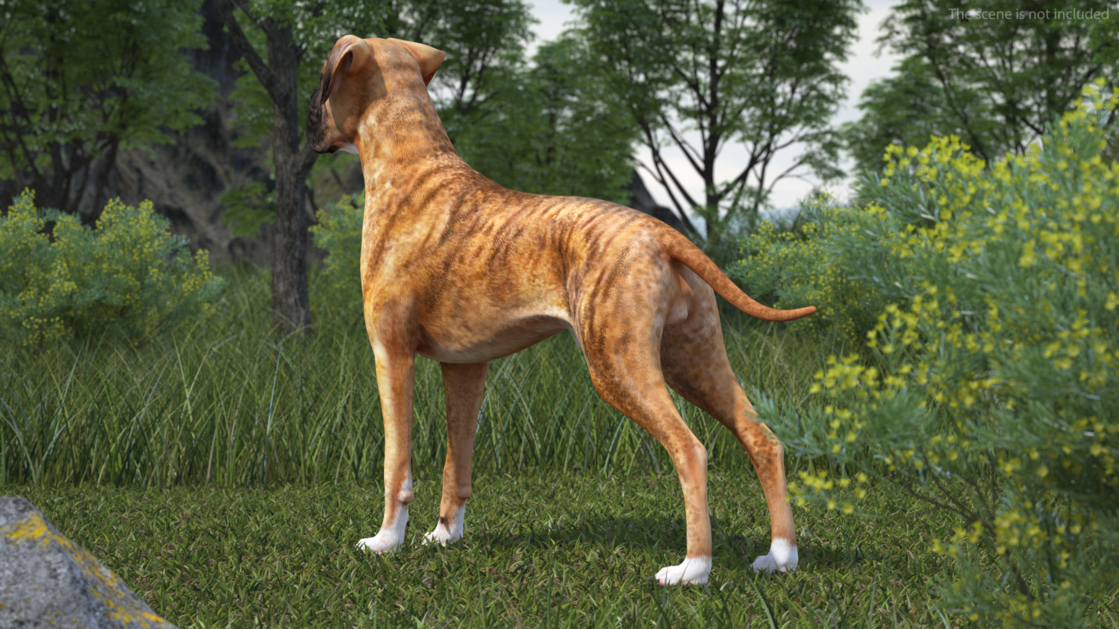 3D Boxer Dog Tiger Colored model