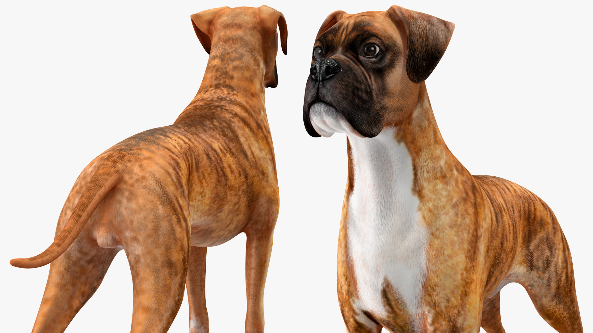 3D Boxer Dog Tiger Colored model