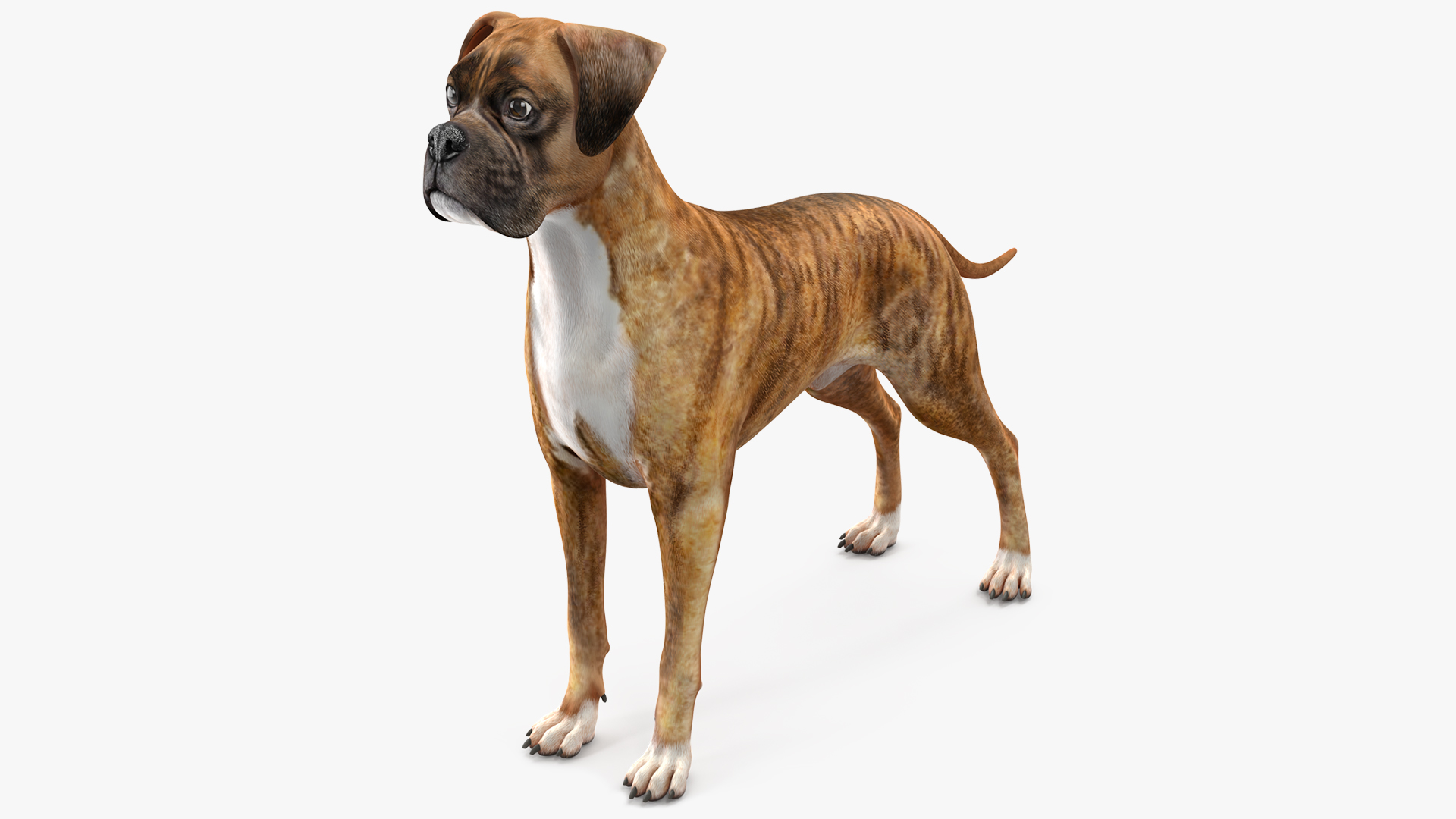 3D Boxer Dog Tiger Colored model