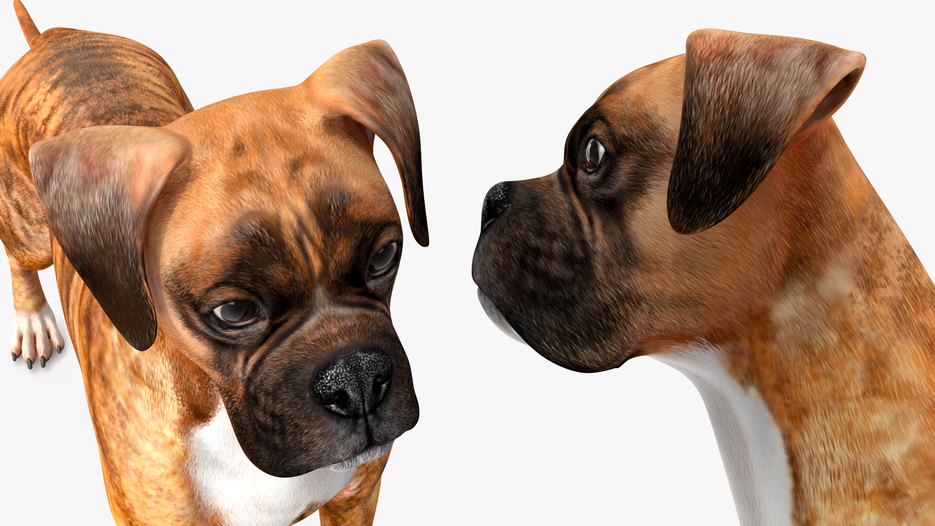 3D Boxer Dog Tiger Colored model