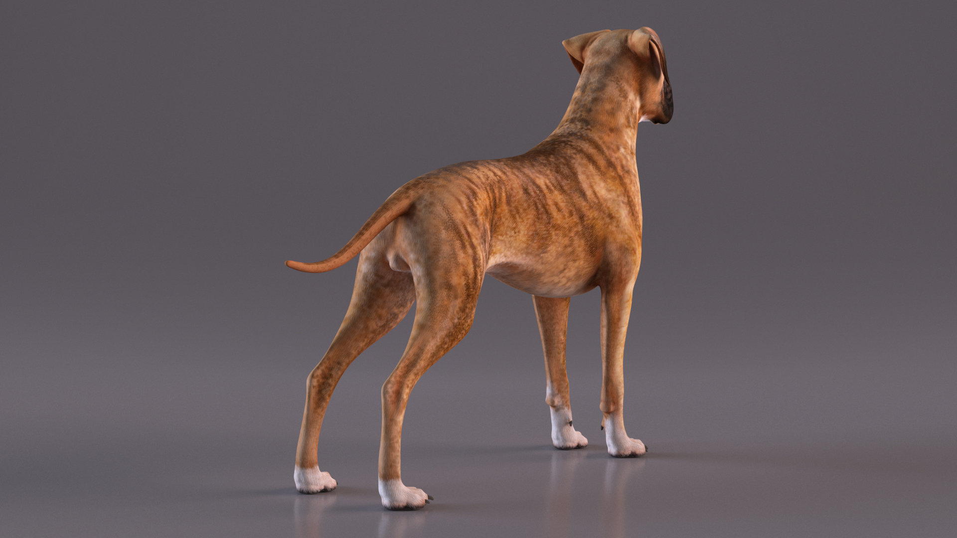 3D Boxer Dog Tiger Colored model