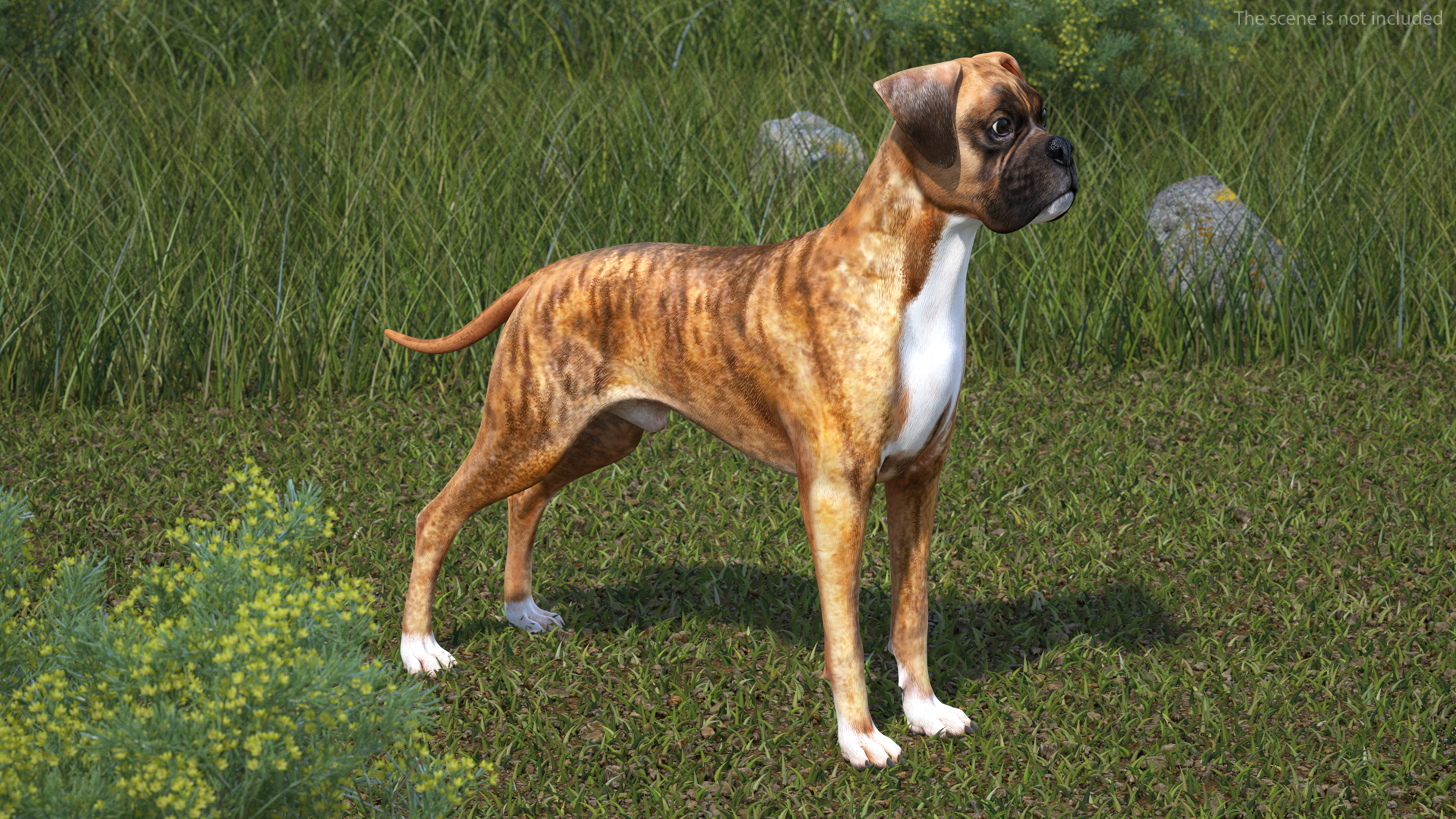 3D Boxer Dog Tiger Colored model