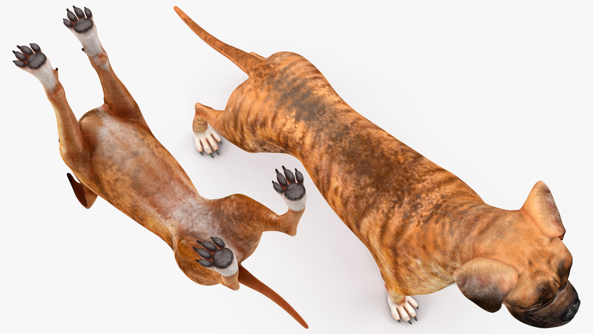 3D Boxer Dog Tiger Colored model