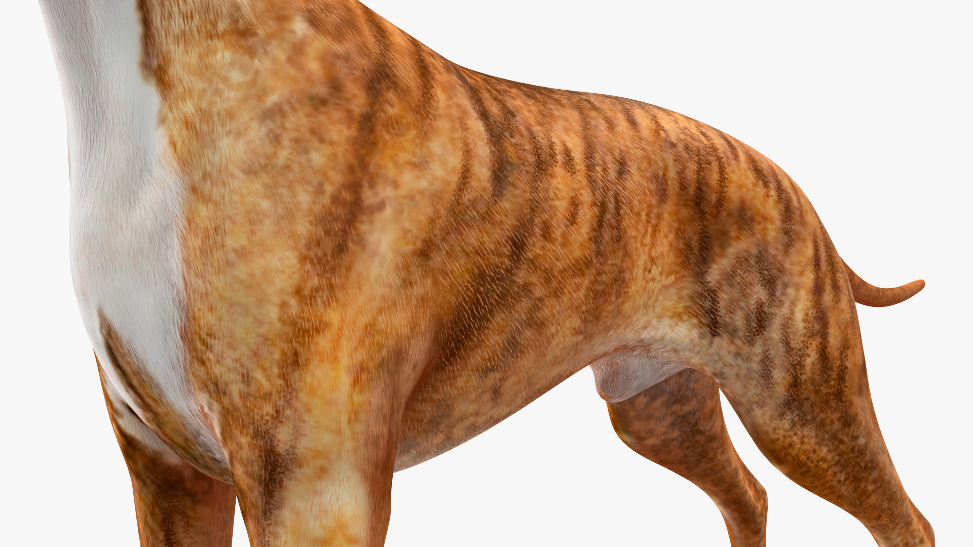 3D Boxer Dog Tiger Colored model