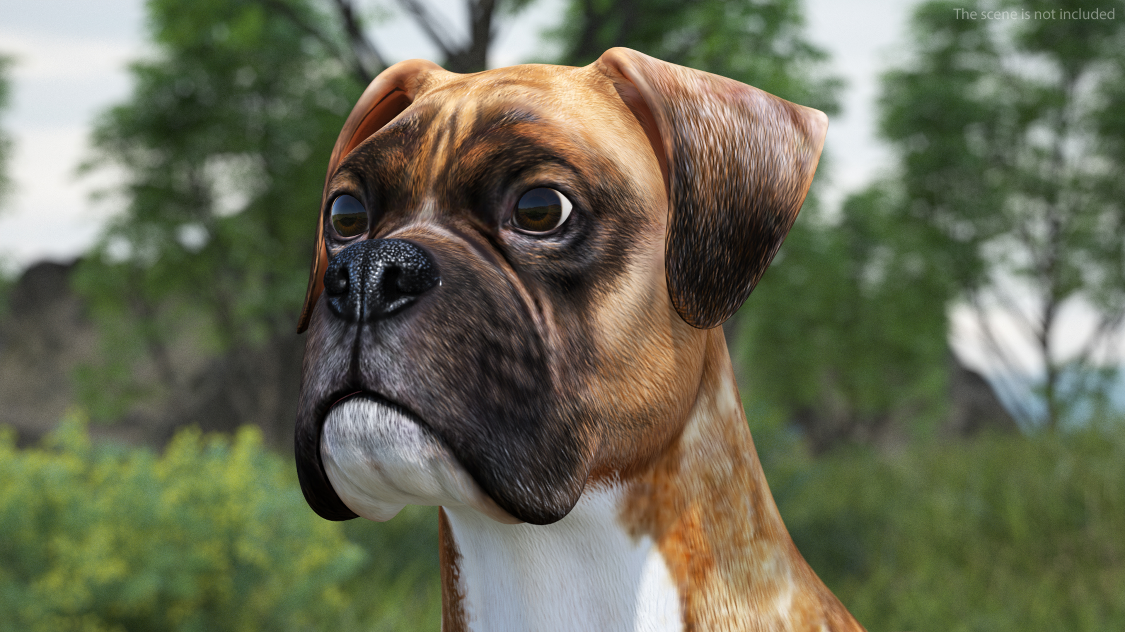 3D Boxer Dog Tiger Colored model