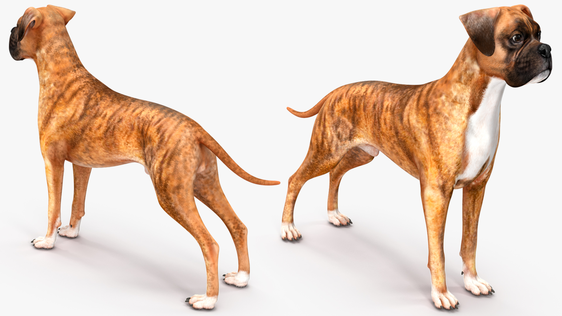 3D Boxer Dog Tiger Colored model