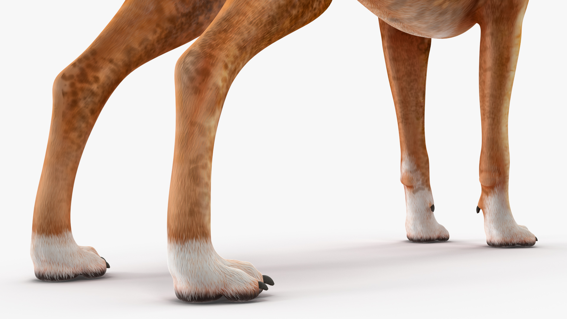 3D Boxer Dog Tiger Colored model