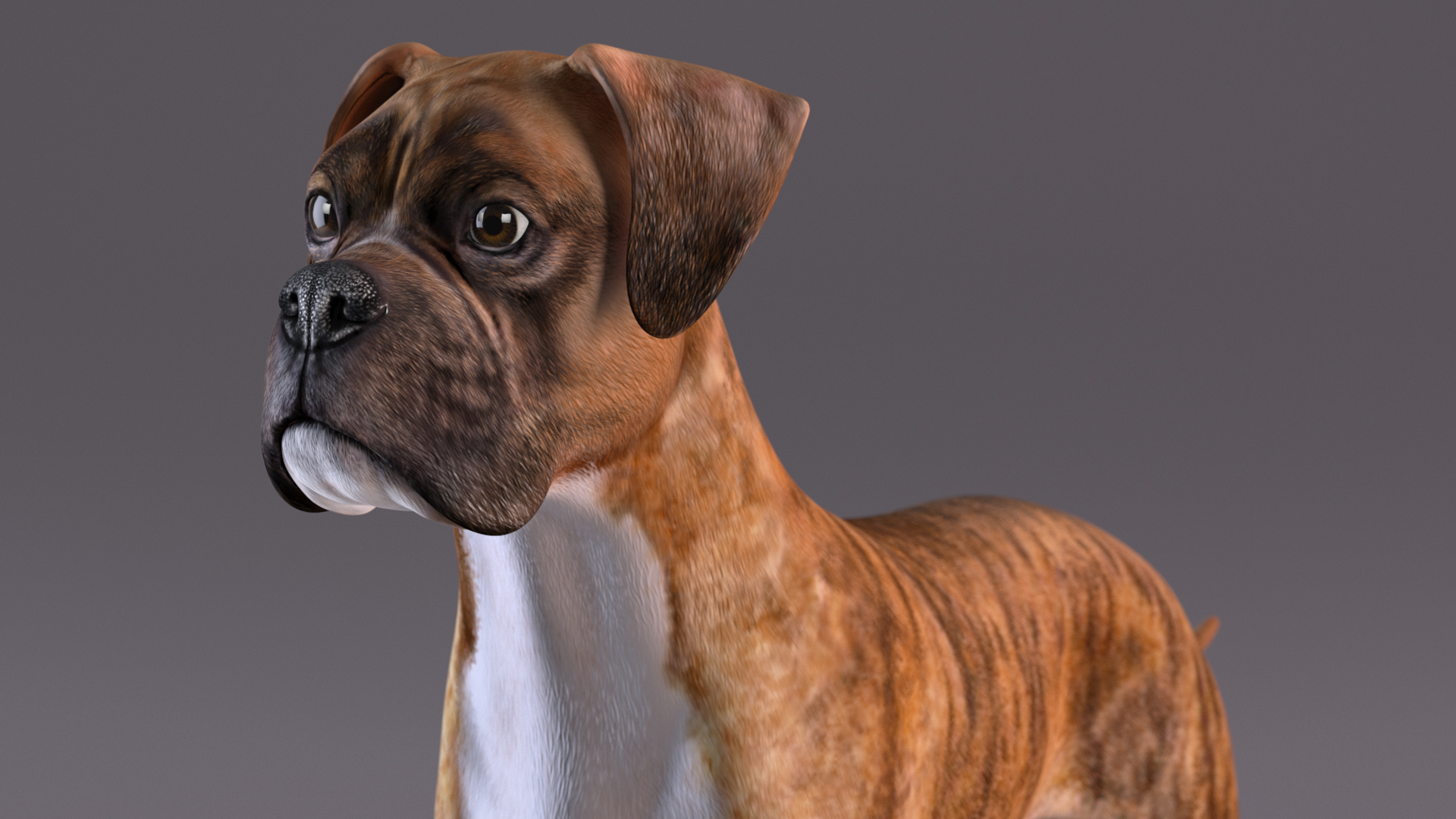 3D Boxer Dog Tiger Colored model