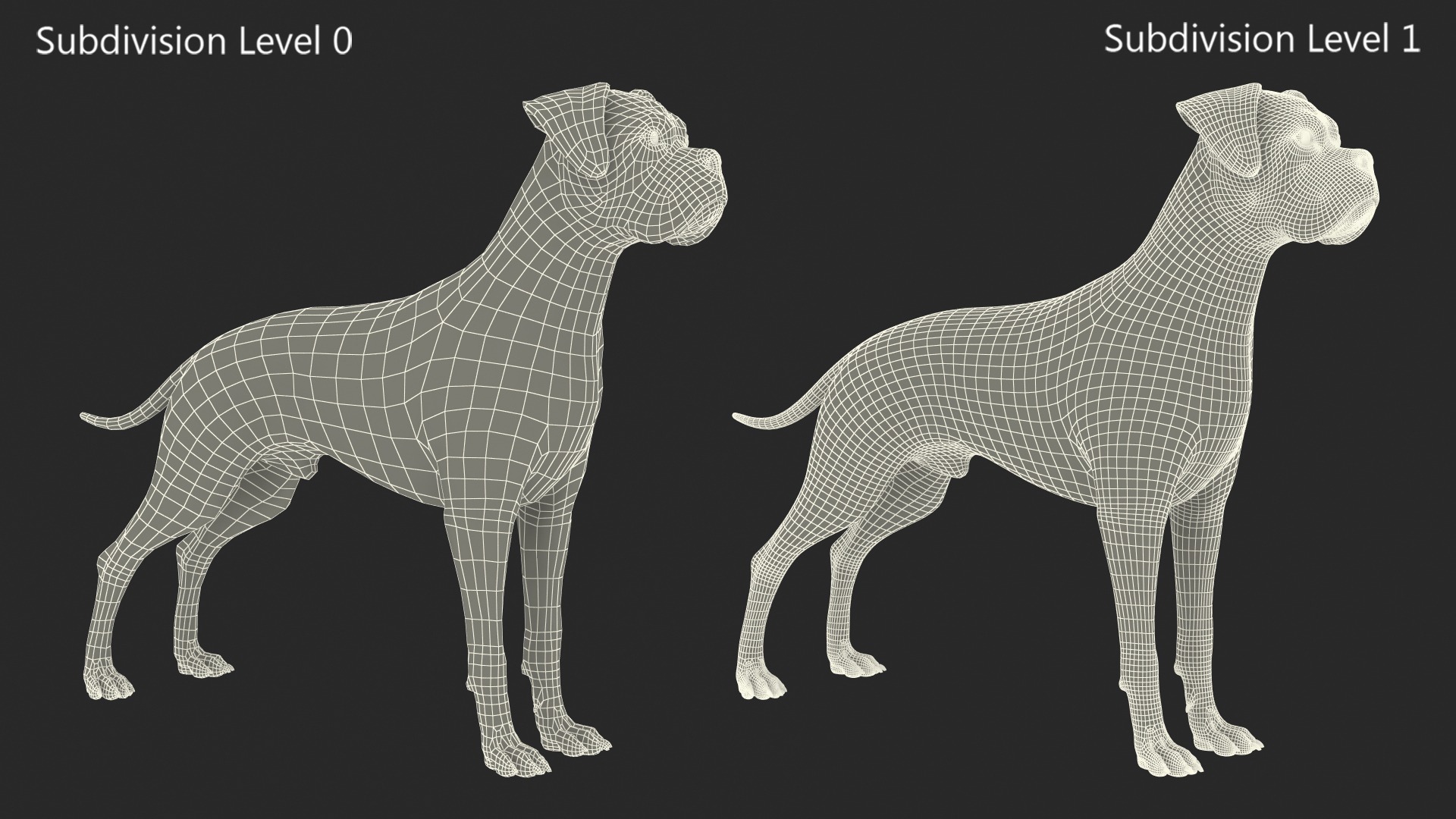 3D Boxer Dog Tiger Colored model