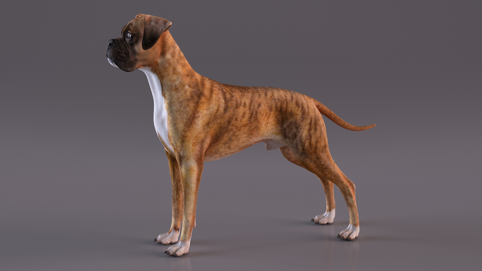 3D Boxer Dog Tiger Colored model