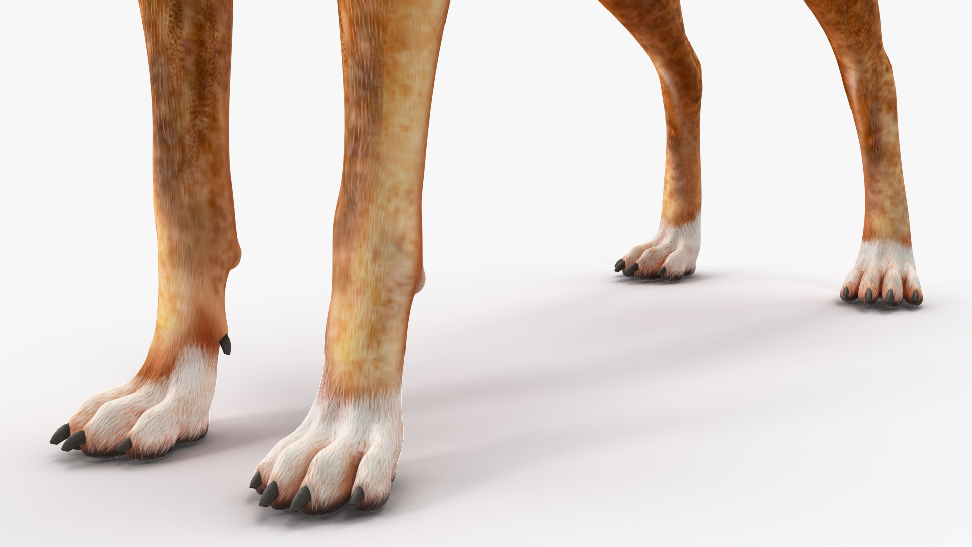3D Boxer Dog Tiger Colored model