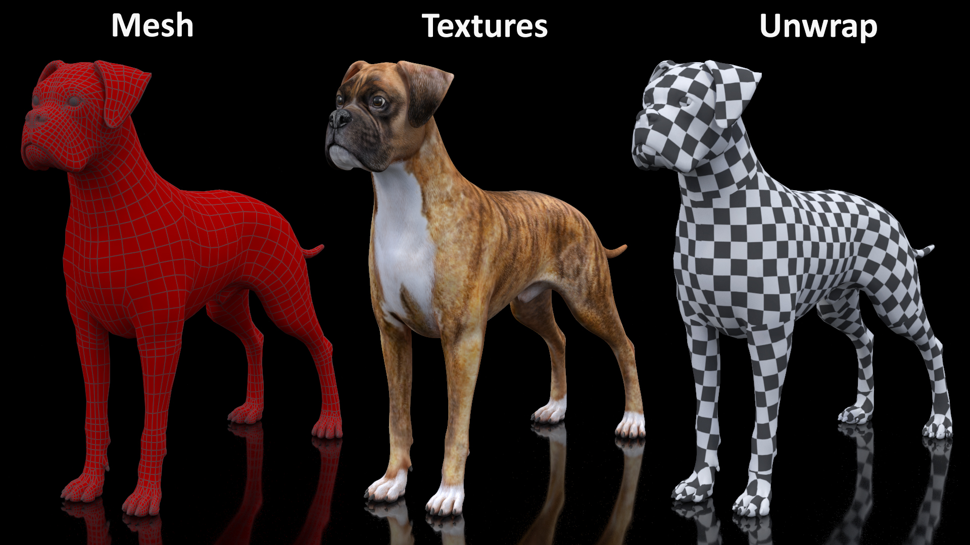3D Boxer Dog Tiger Colored model