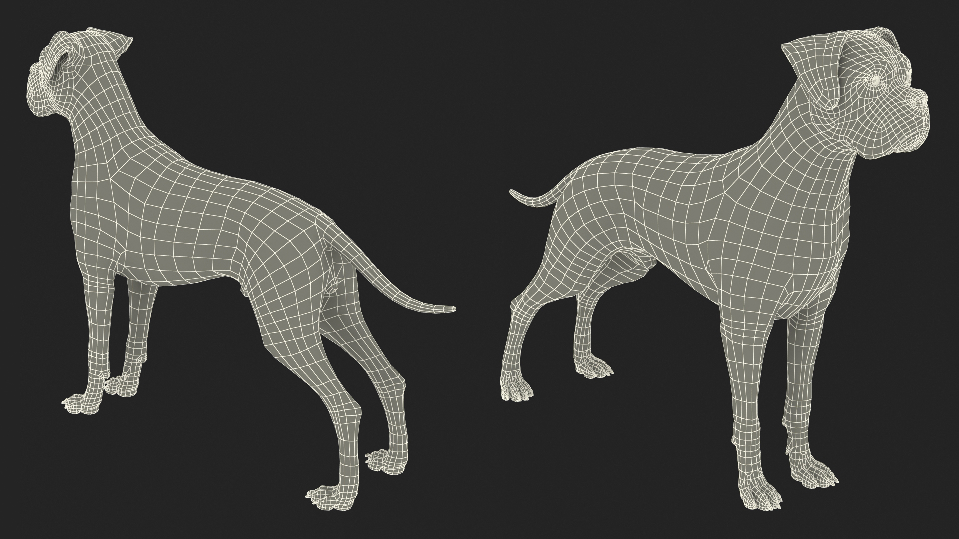 3D Boxer Dog Tiger Colored model