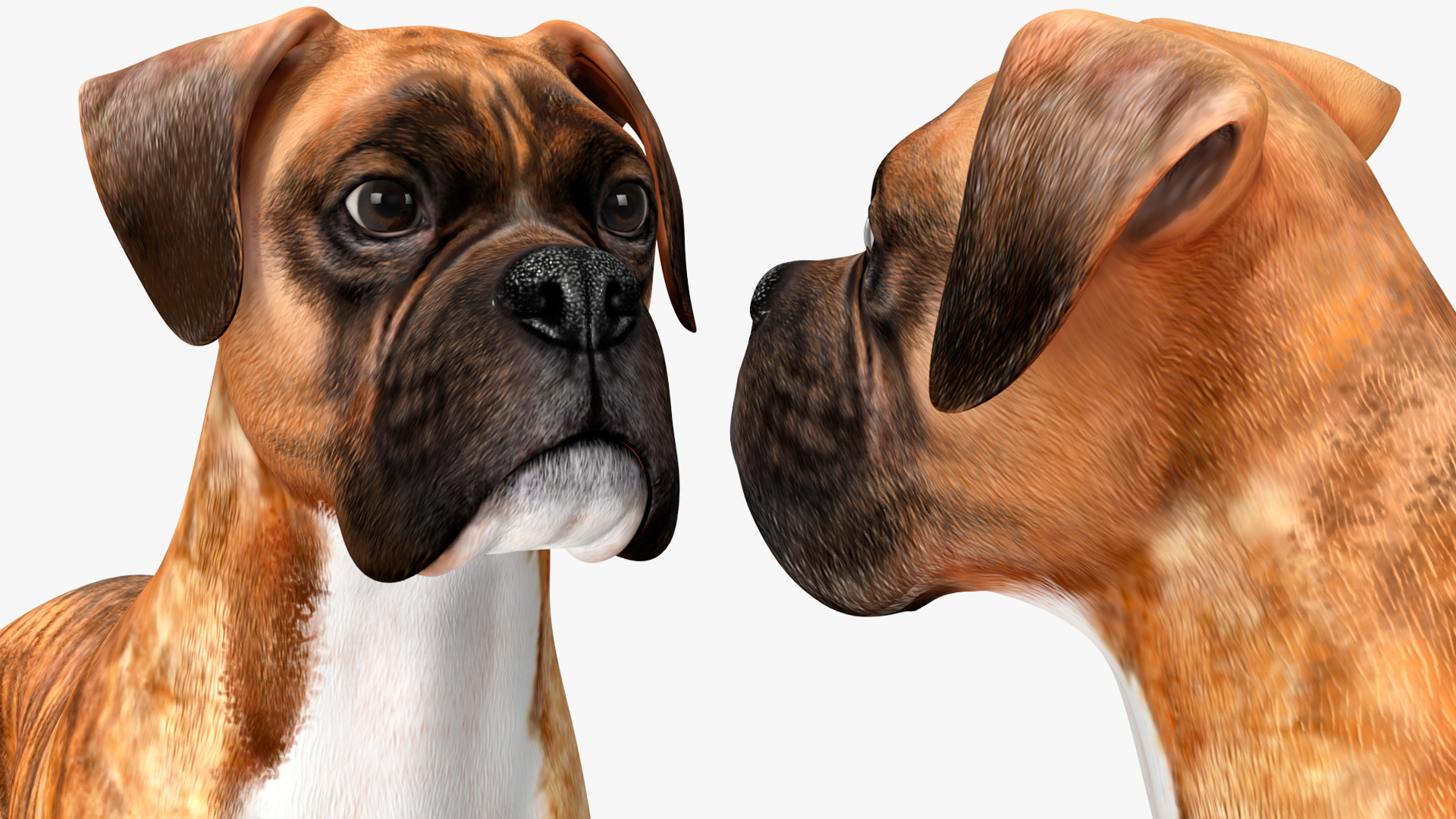 3D Boxer Dog Tiger Colored model