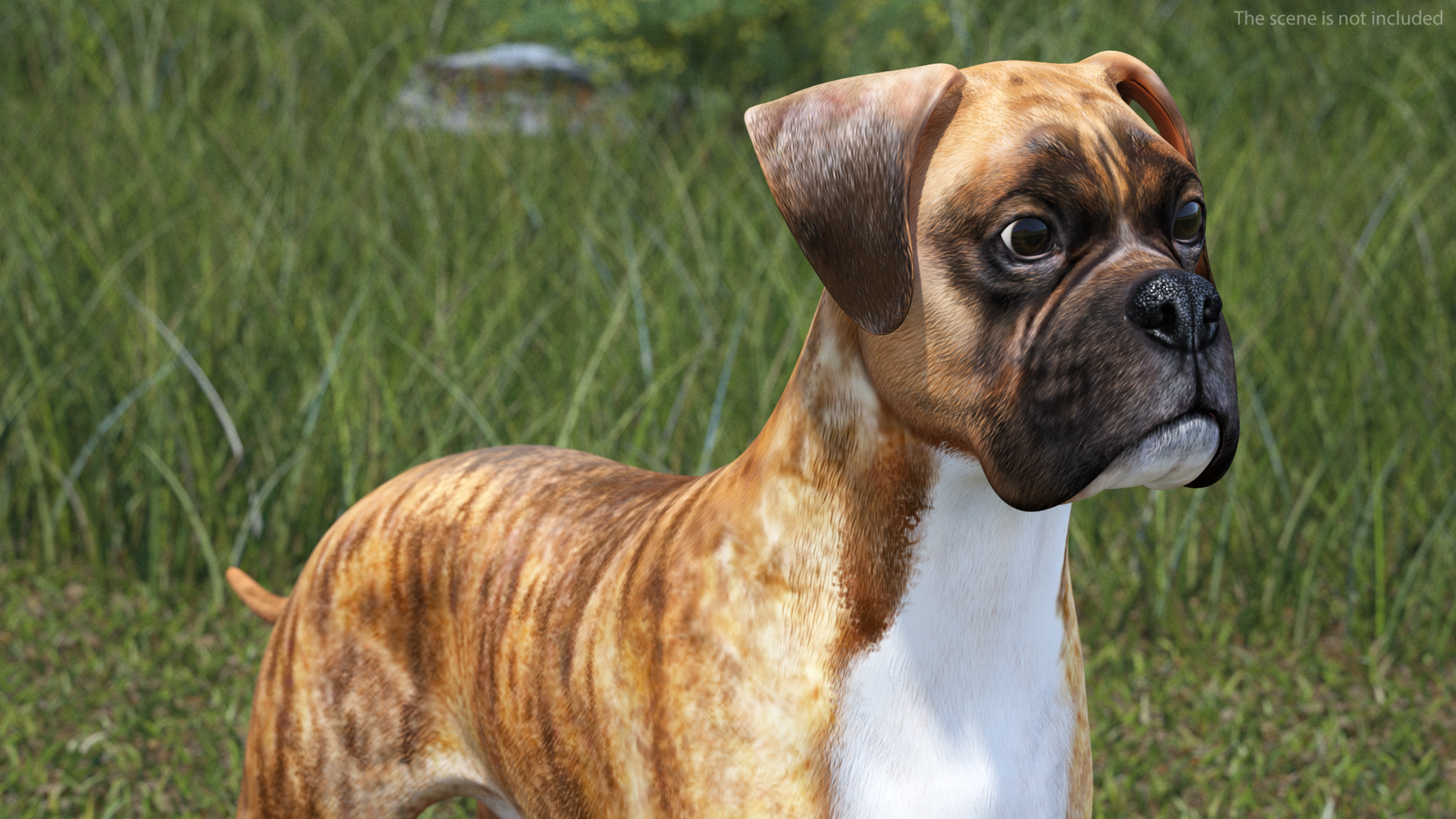 3D Boxer Dog Tiger Colored model
