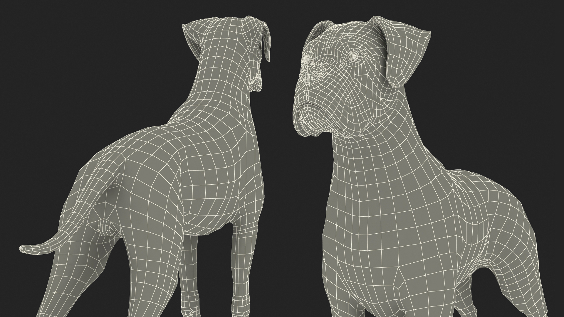 3D Boxer Dog Tiger Colored model
