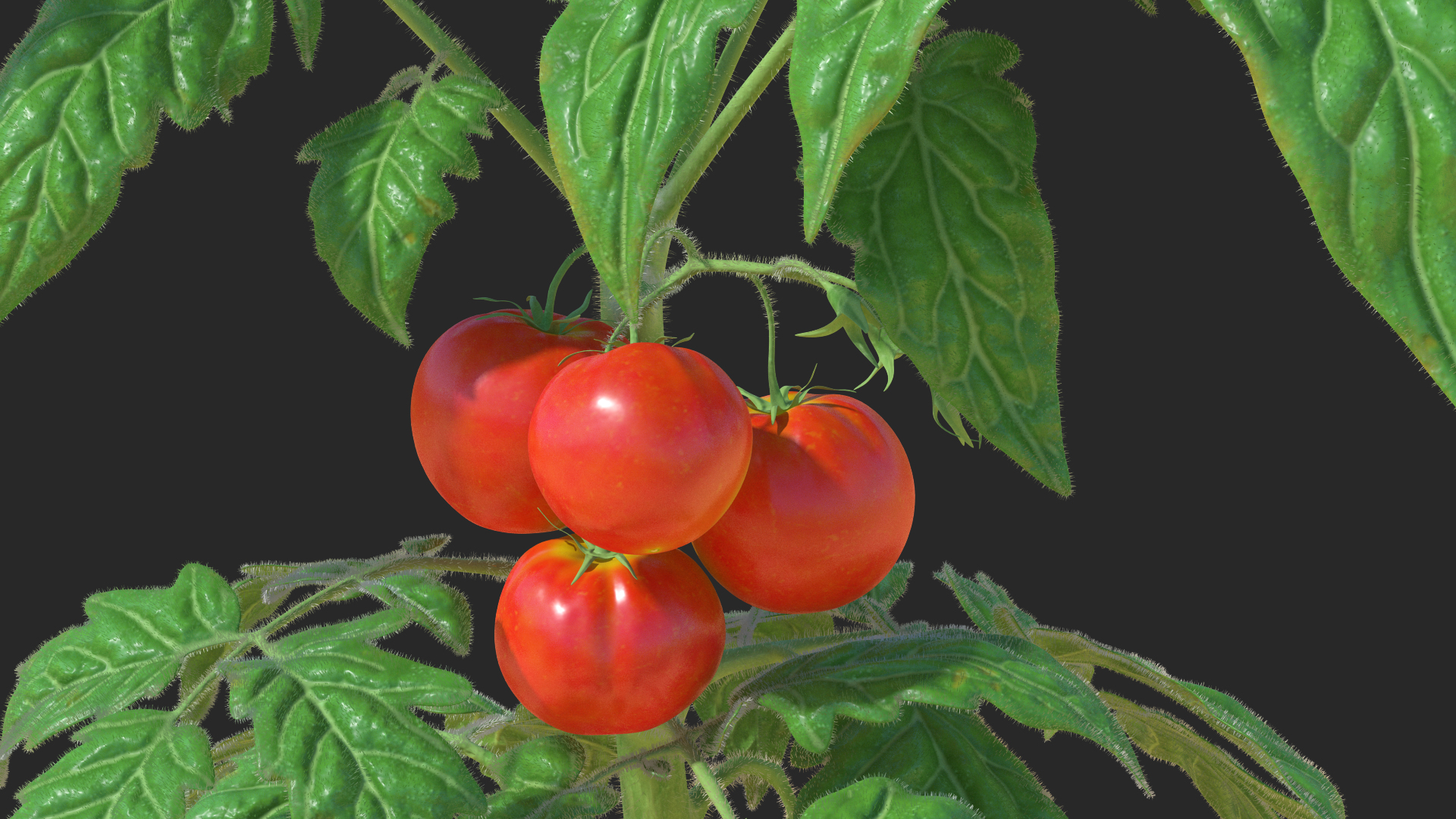 3D model Tomato Plant with Fruits and Flowers Fur