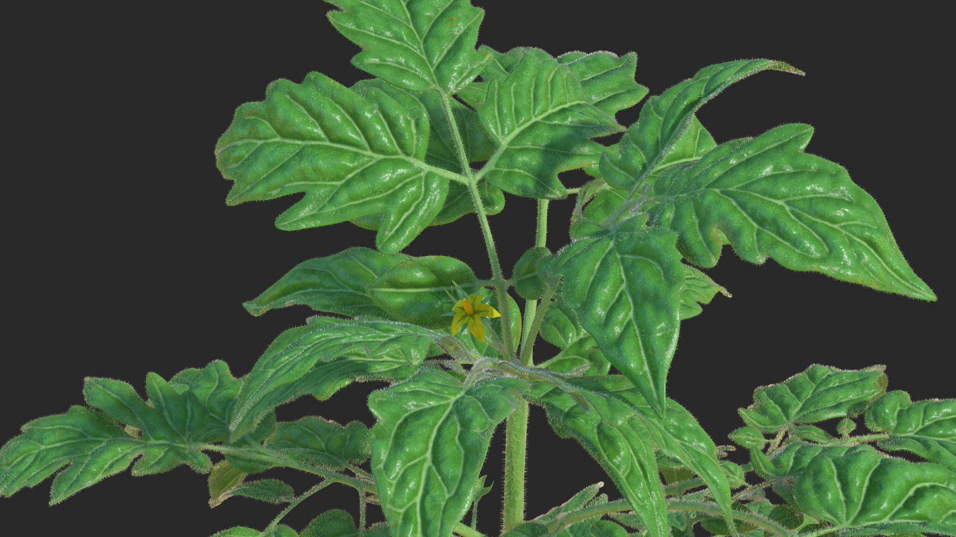 3D model Tomato Plant with Fruits and Flowers Fur