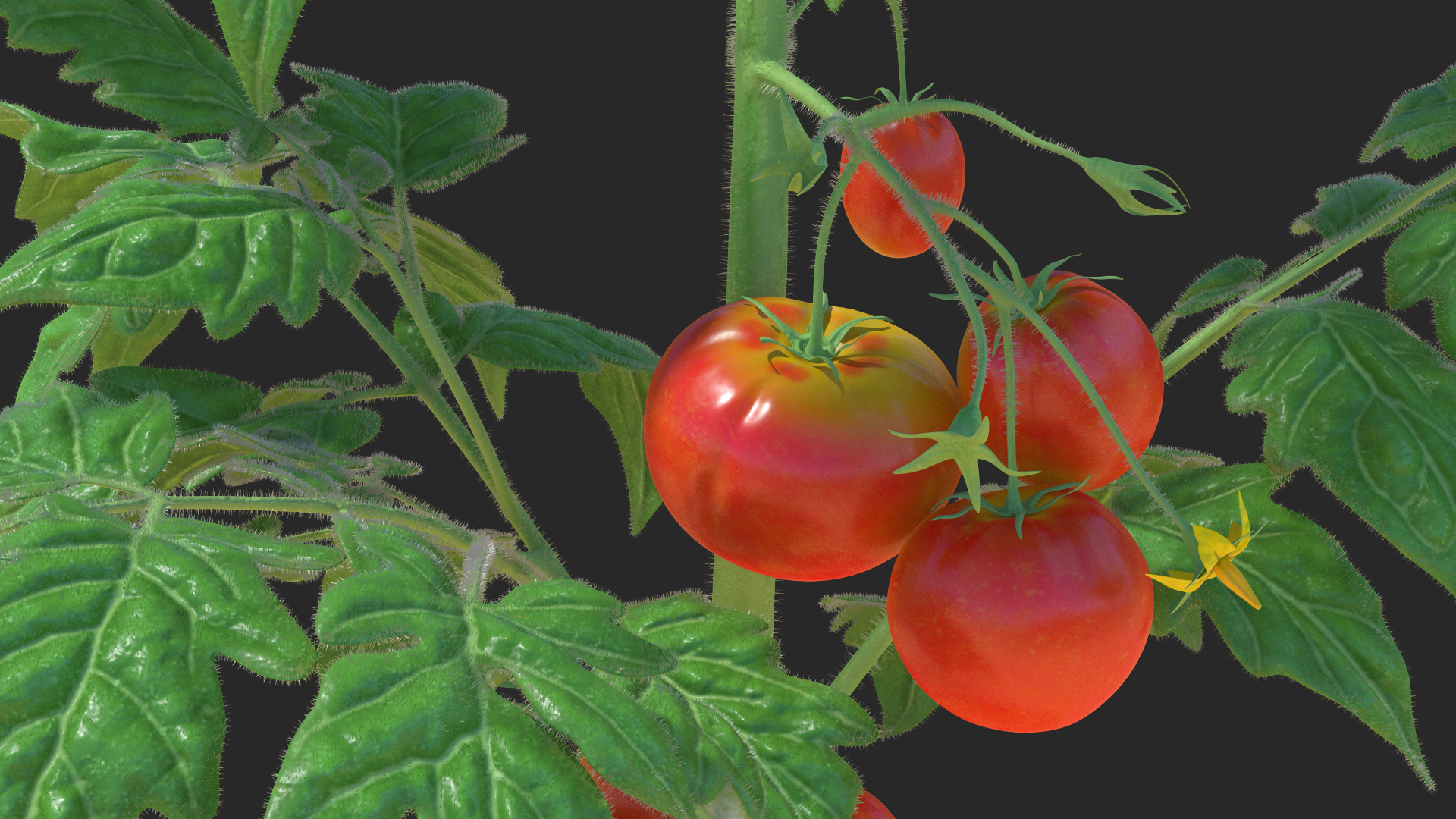 3D model Tomato Plant with Fruits and Flowers Fur
