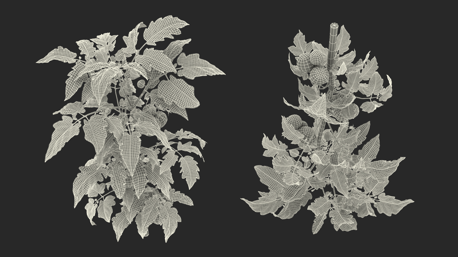 3D model Tomato Plant with Fruits and Flowers Fur