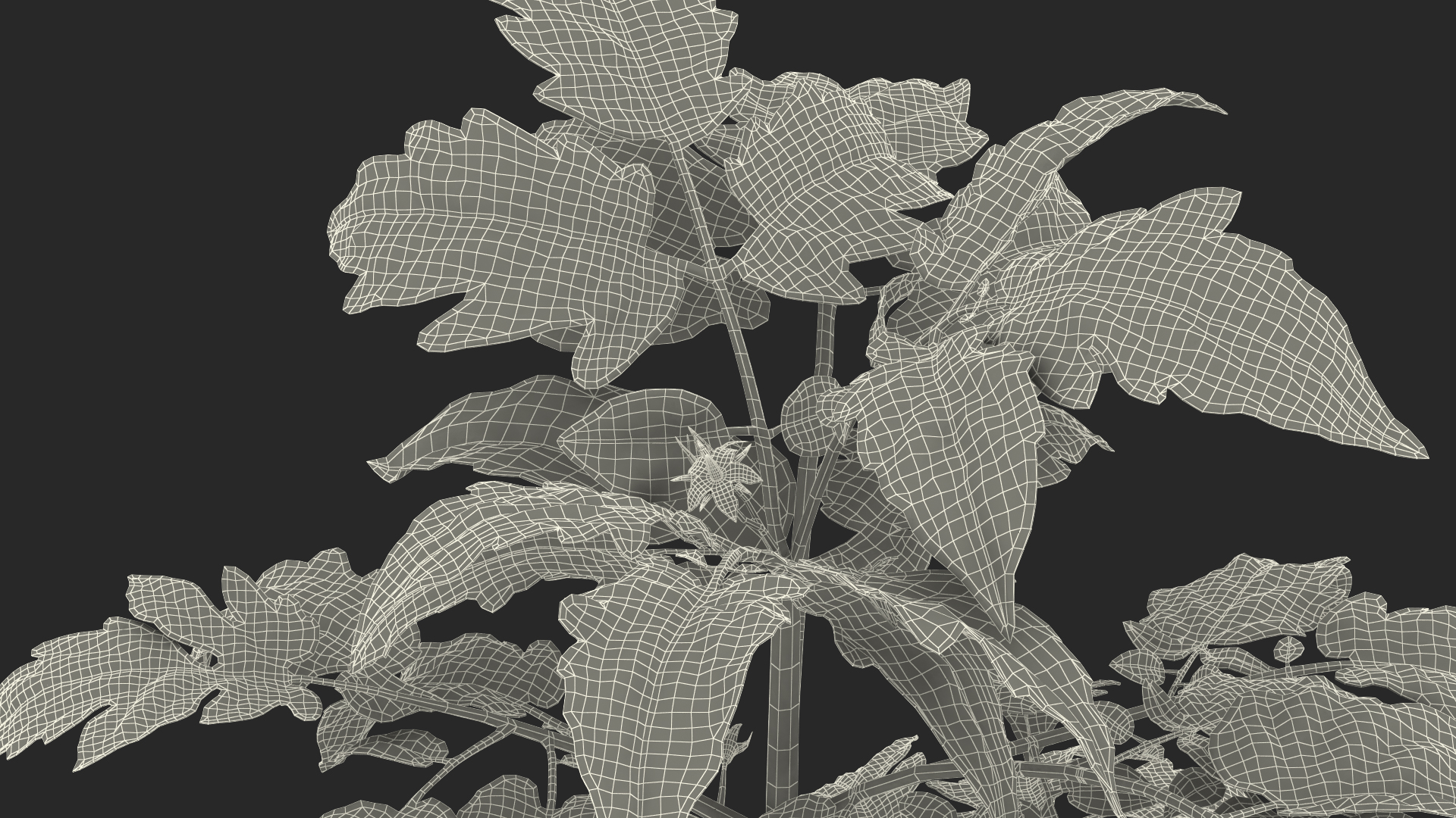 3D model Tomato Plant with Fruits and Flowers Fur
