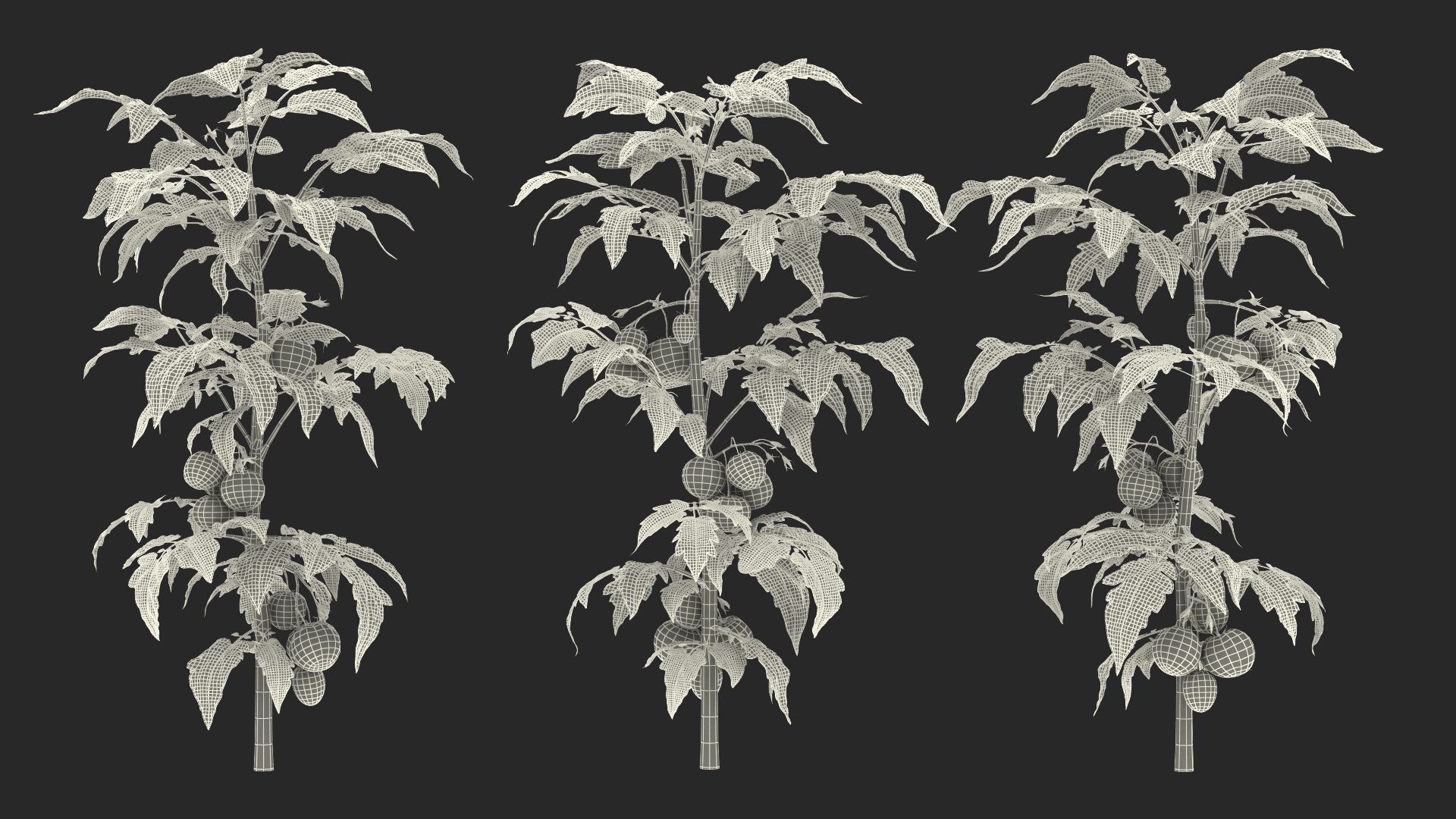 3D model Tomato Plant with Fruits and Flowers Fur