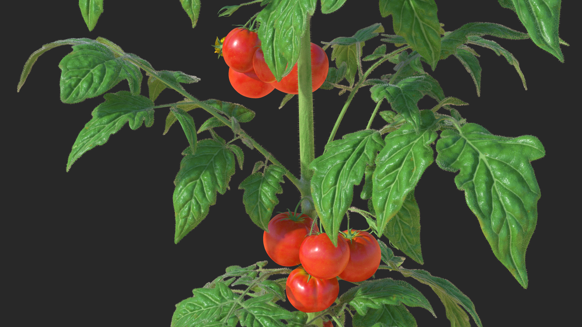 3D model Tomato Plant with Fruits and Flowers Fur