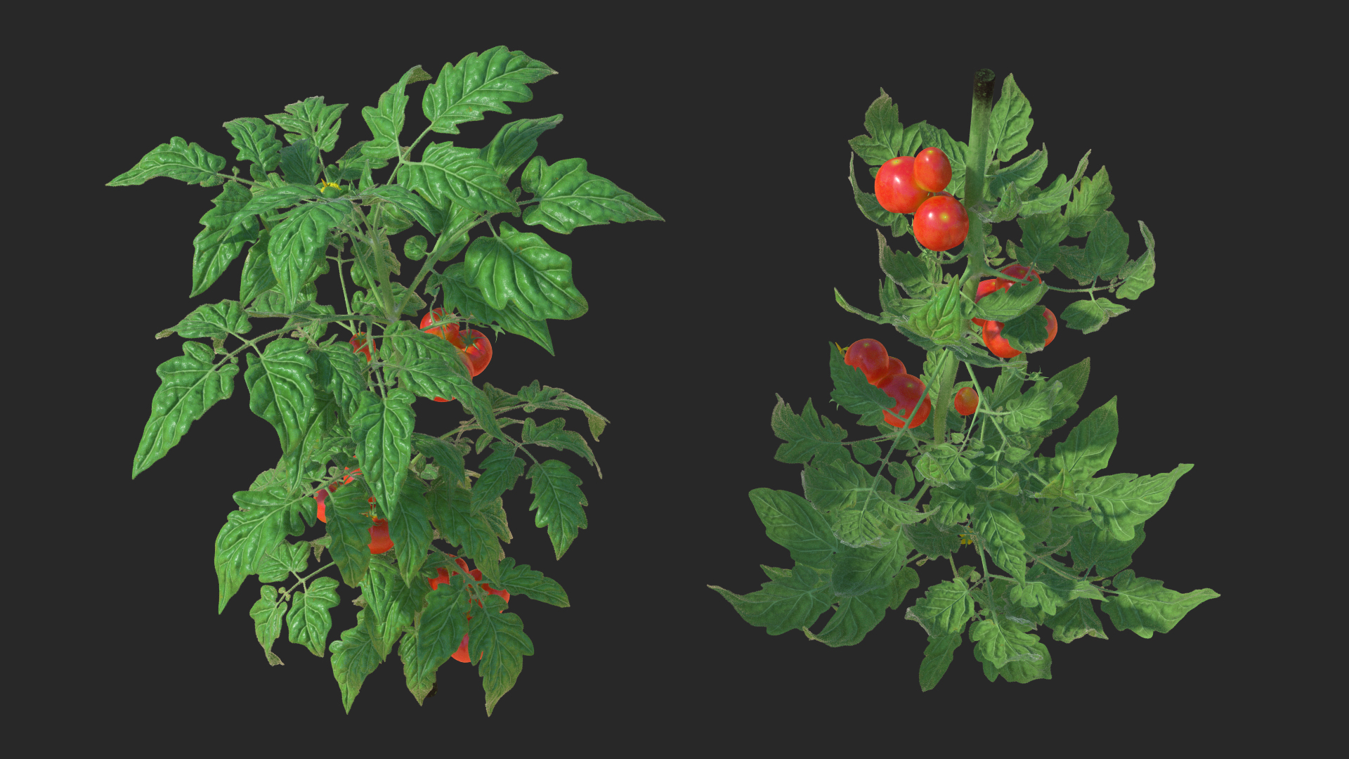 3D model Tomato Plant with Fruits and Flowers Fur