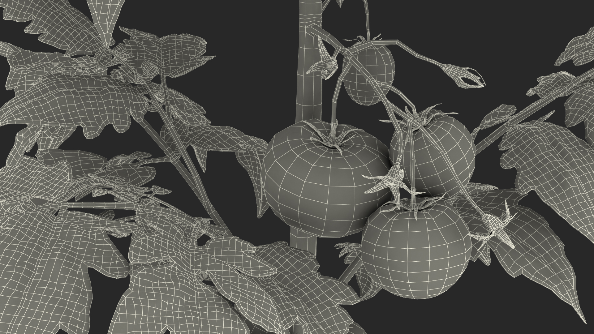 3D model Tomato Plant with Fruits and Flowers Fur
