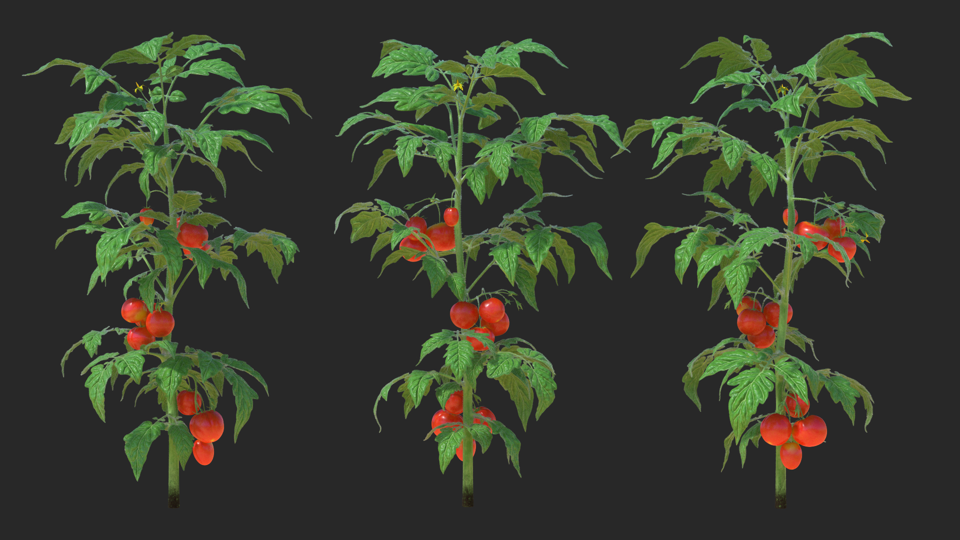 3D model Tomato Plant with Fruits and Flowers Fur