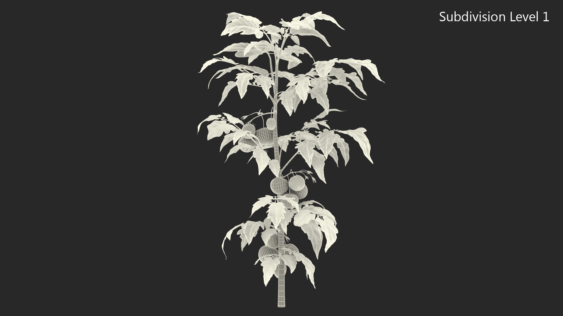 3D model Tomato Plant with Fruits and Flowers Fur