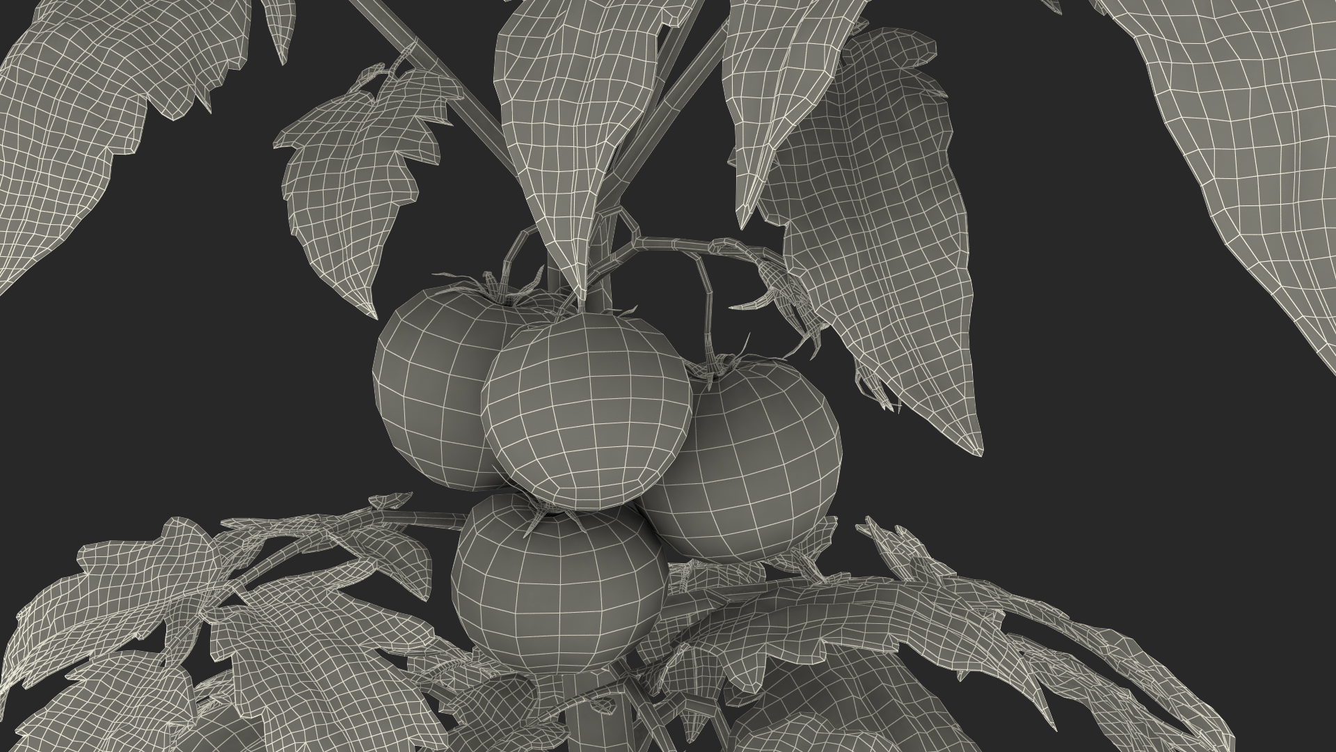 3D model Tomato Plant with Fruits and Flowers Fur