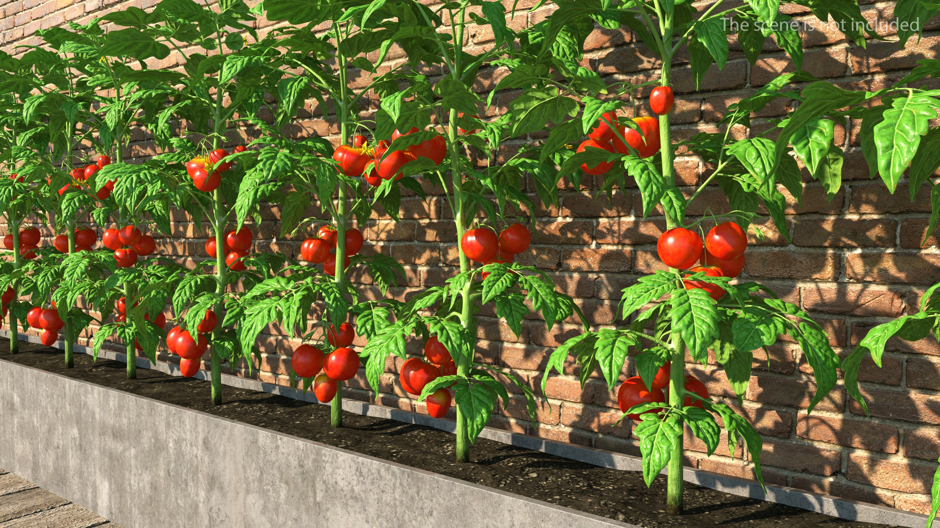 3D model Tomato Plant with Fruits and Flowers Fur
