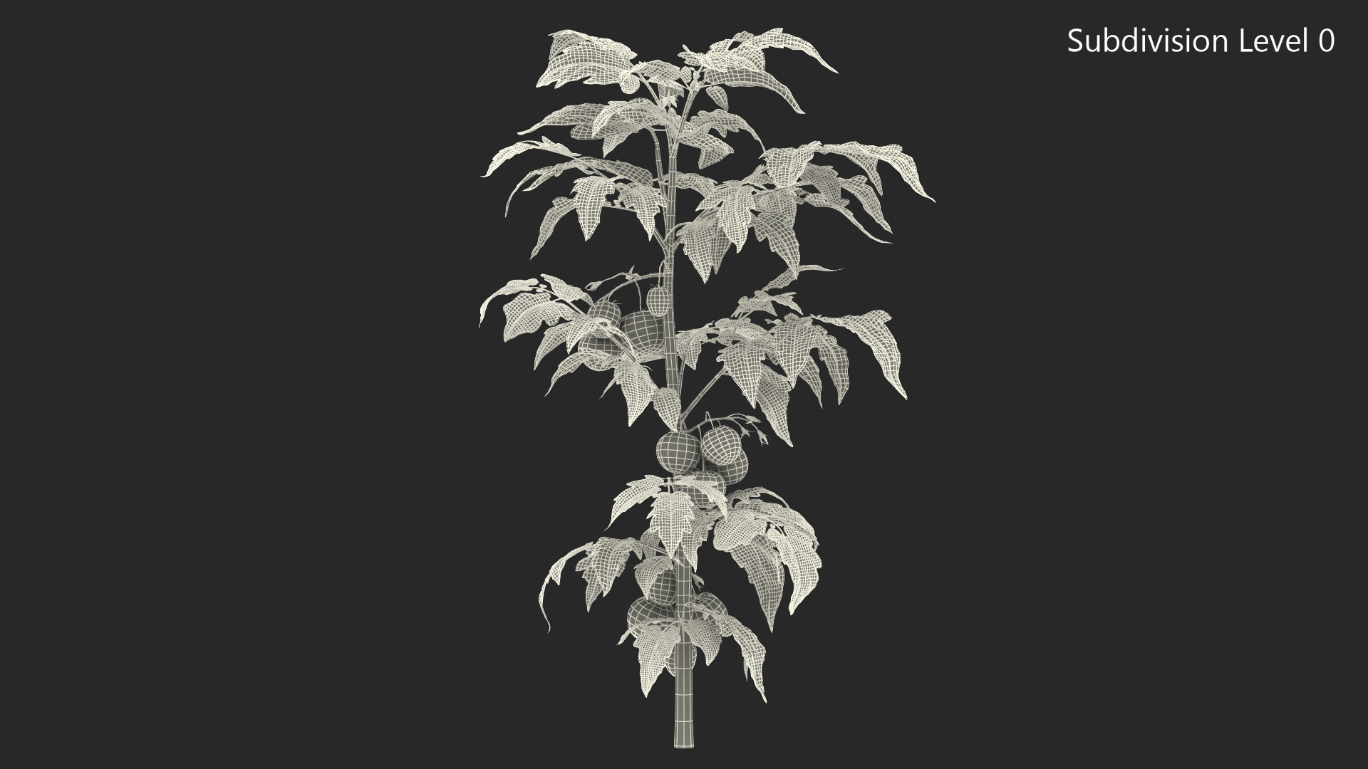 3D model Tomato Plant with Fruits and Flowers Fur