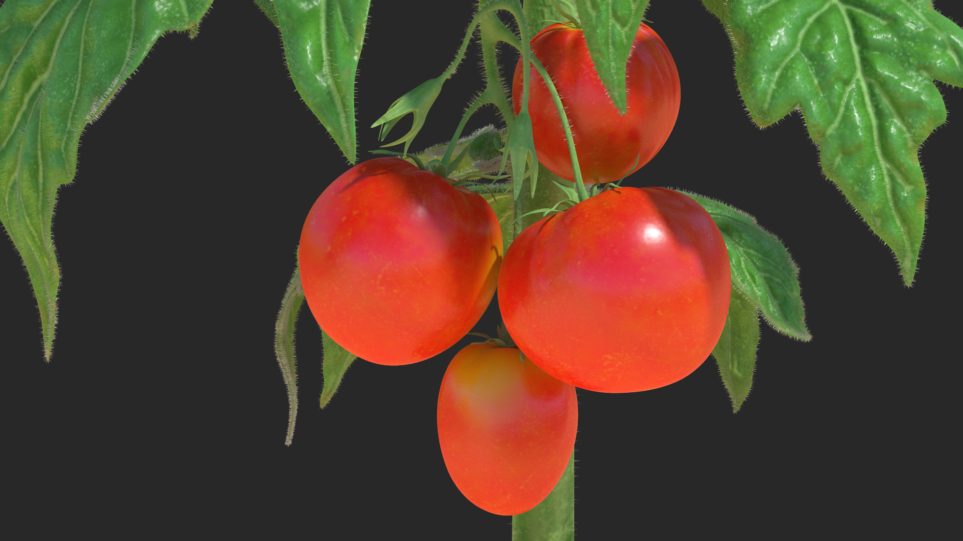3D model Tomato Plant with Fruits and Flowers Fur
