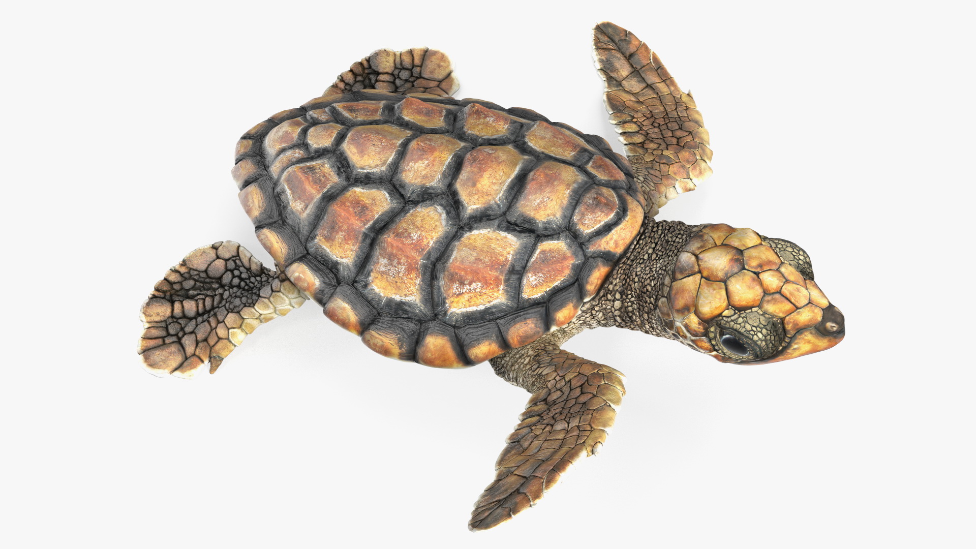 Baby Brown Sea Turtle Runs to the Sea 3D