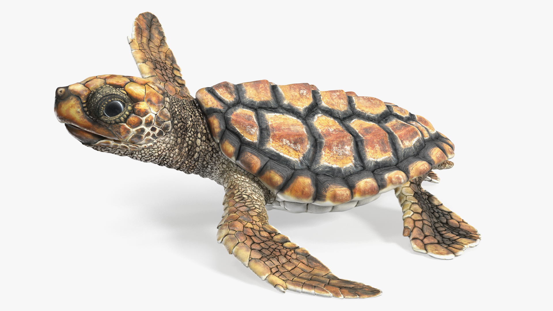 Baby Brown Sea Turtle Runs to the Sea 3D