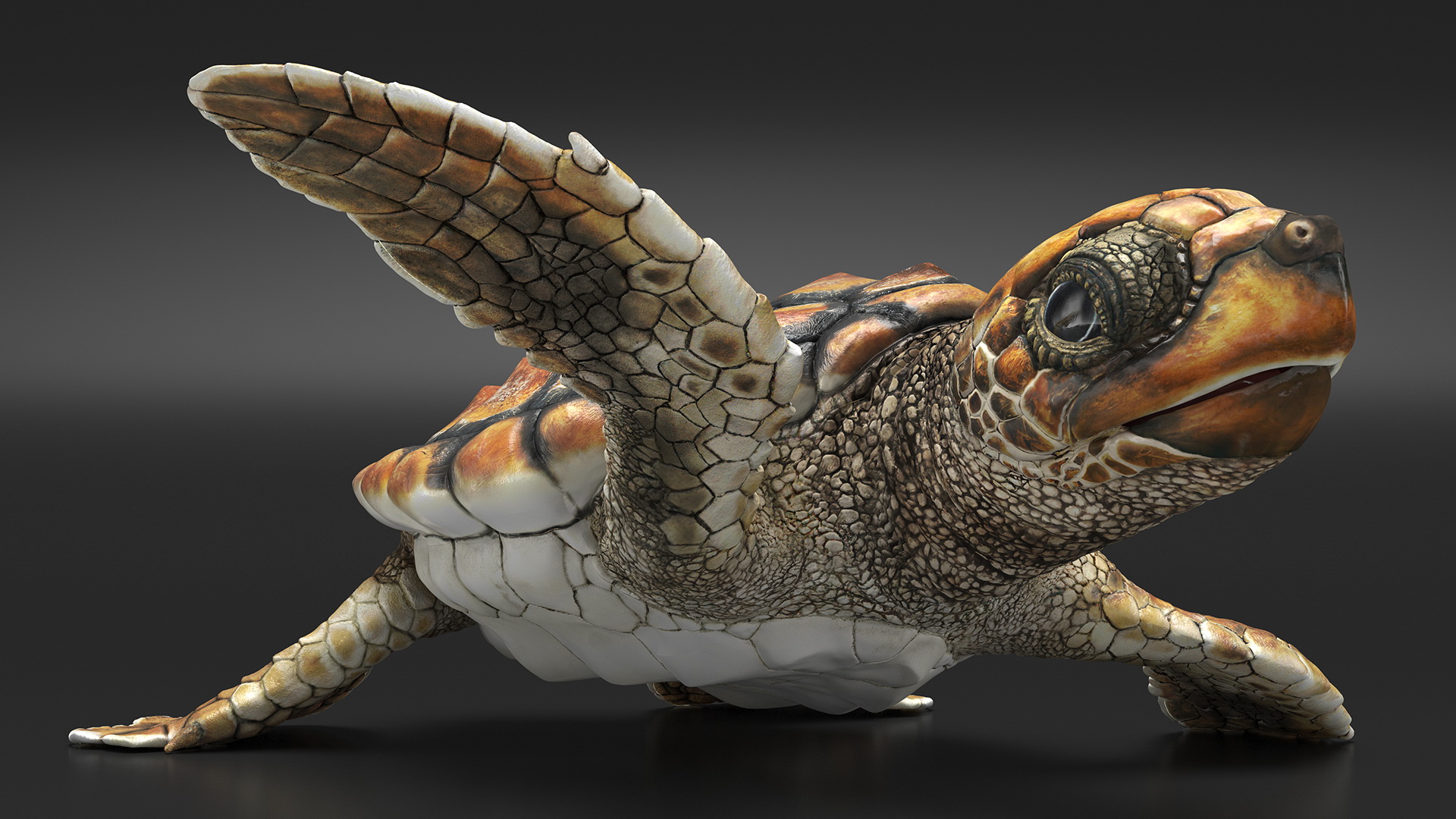 Baby Brown Sea Turtle Runs to the Sea 3D