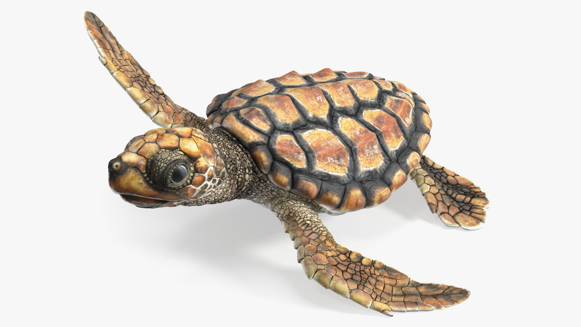 Baby Brown Sea Turtle Runs to the Sea 3D