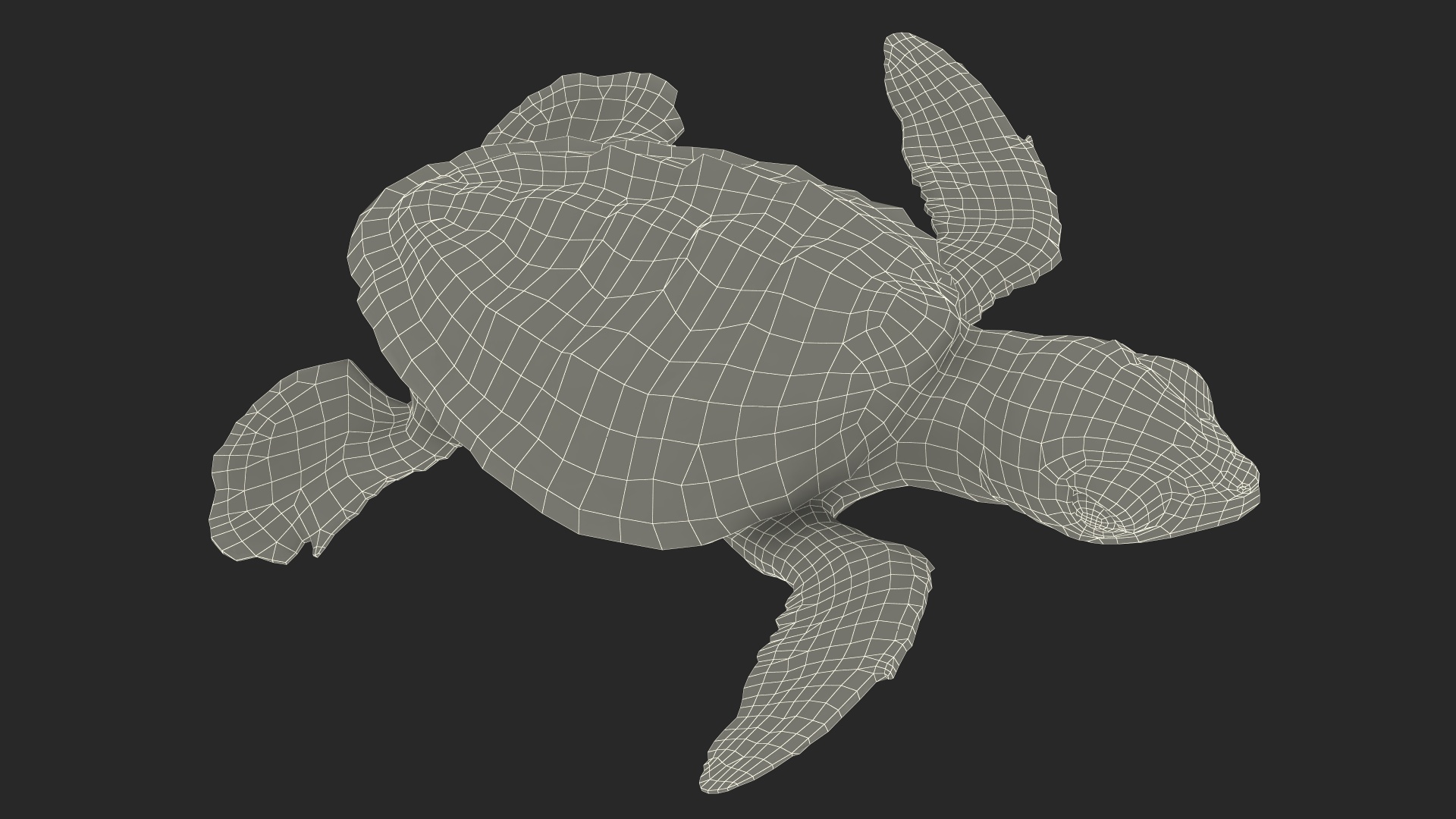 Baby Brown Sea Turtle Runs to the Sea 3D