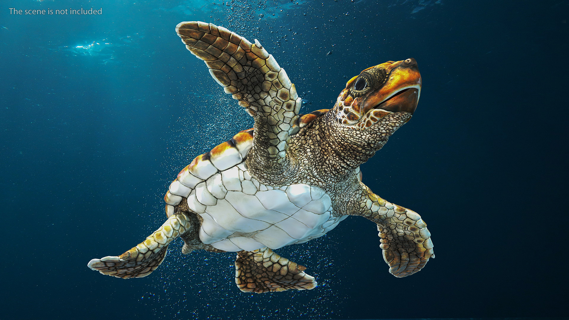 Baby Brown Sea Turtle Runs to the Sea 3D