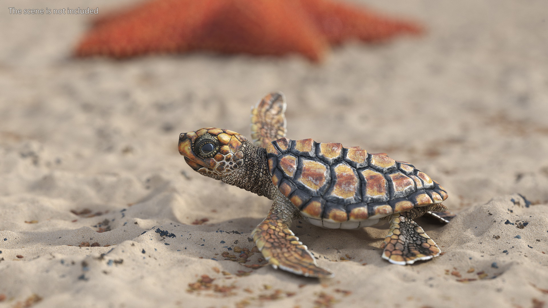 Baby Brown Sea Turtle Runs to the Sea 3D