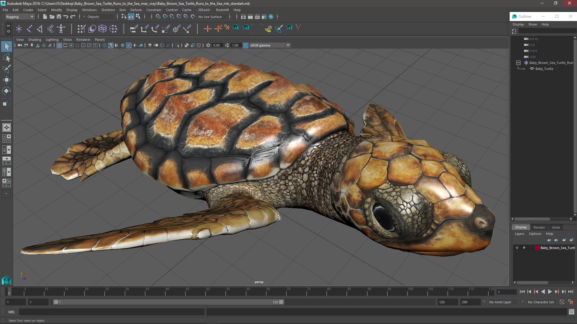 Baby Brown Sea Turtle Runs to the Sea 3D