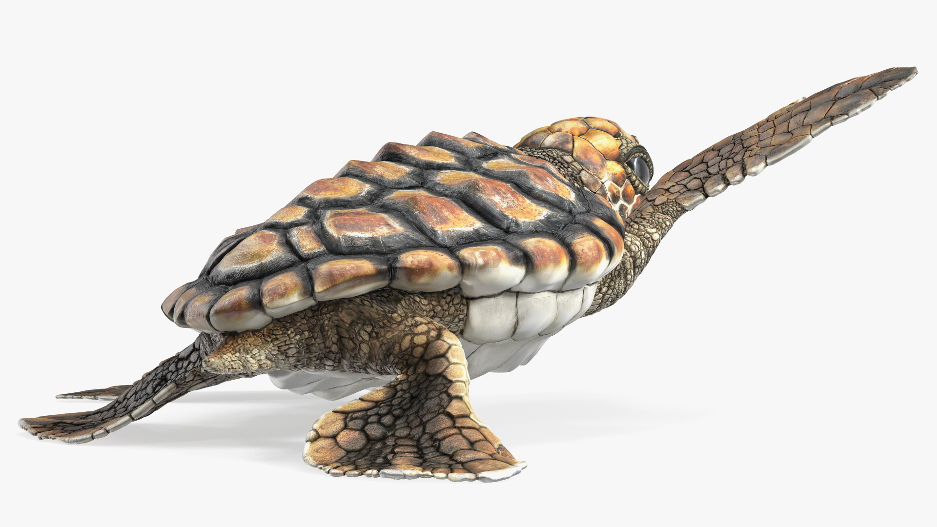 Baby Brown Sea Turtle Runs to the Sea 3D