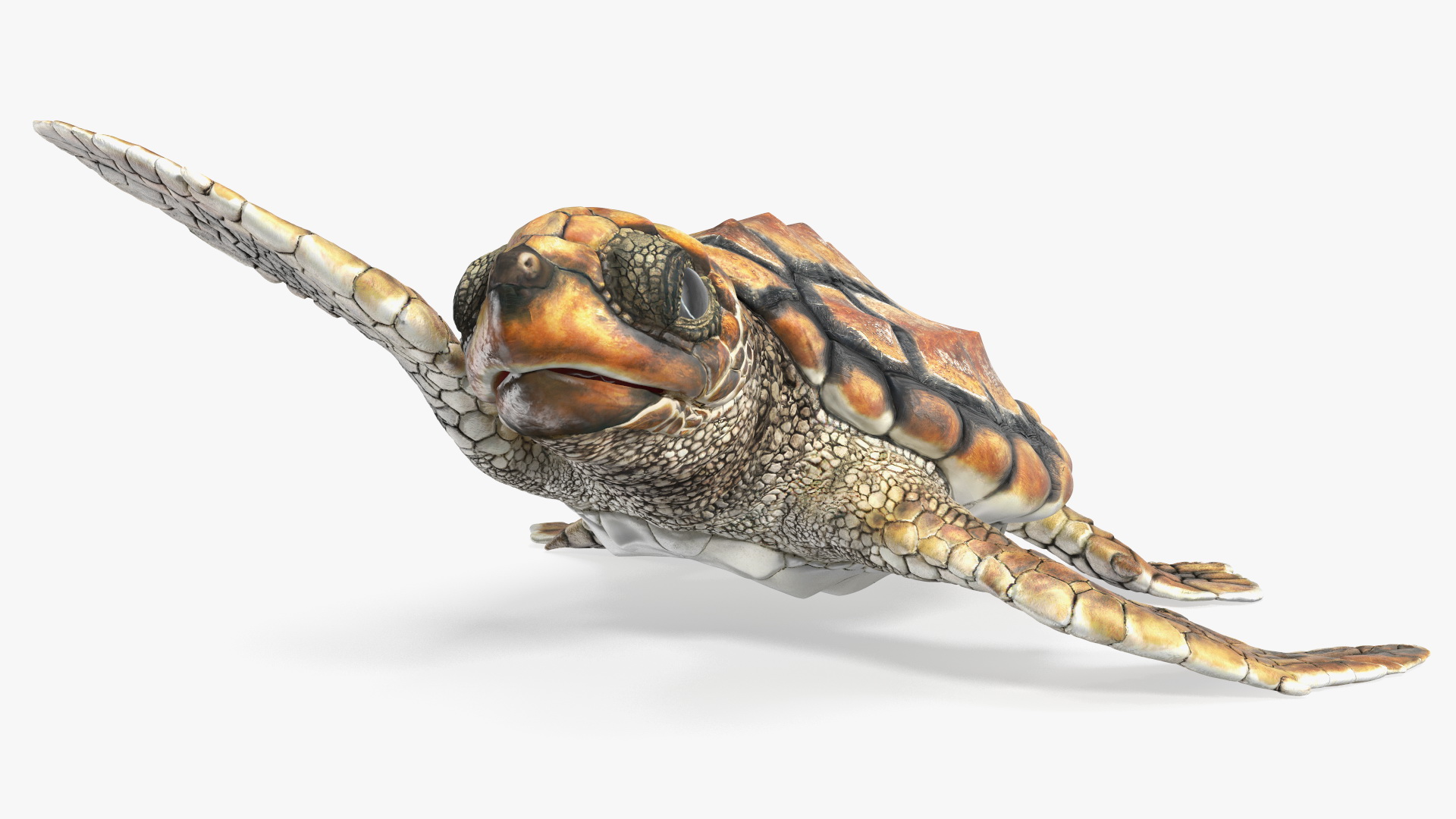 Baby Brown Sea Turtle Runs to the Sea 3D
