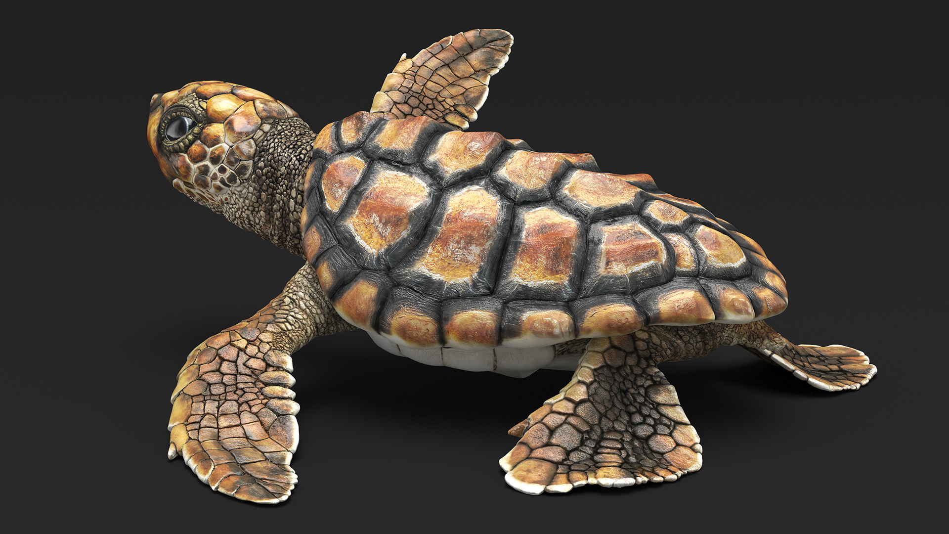 Baby Brown Sea Turtle Runs to the Sea 3D