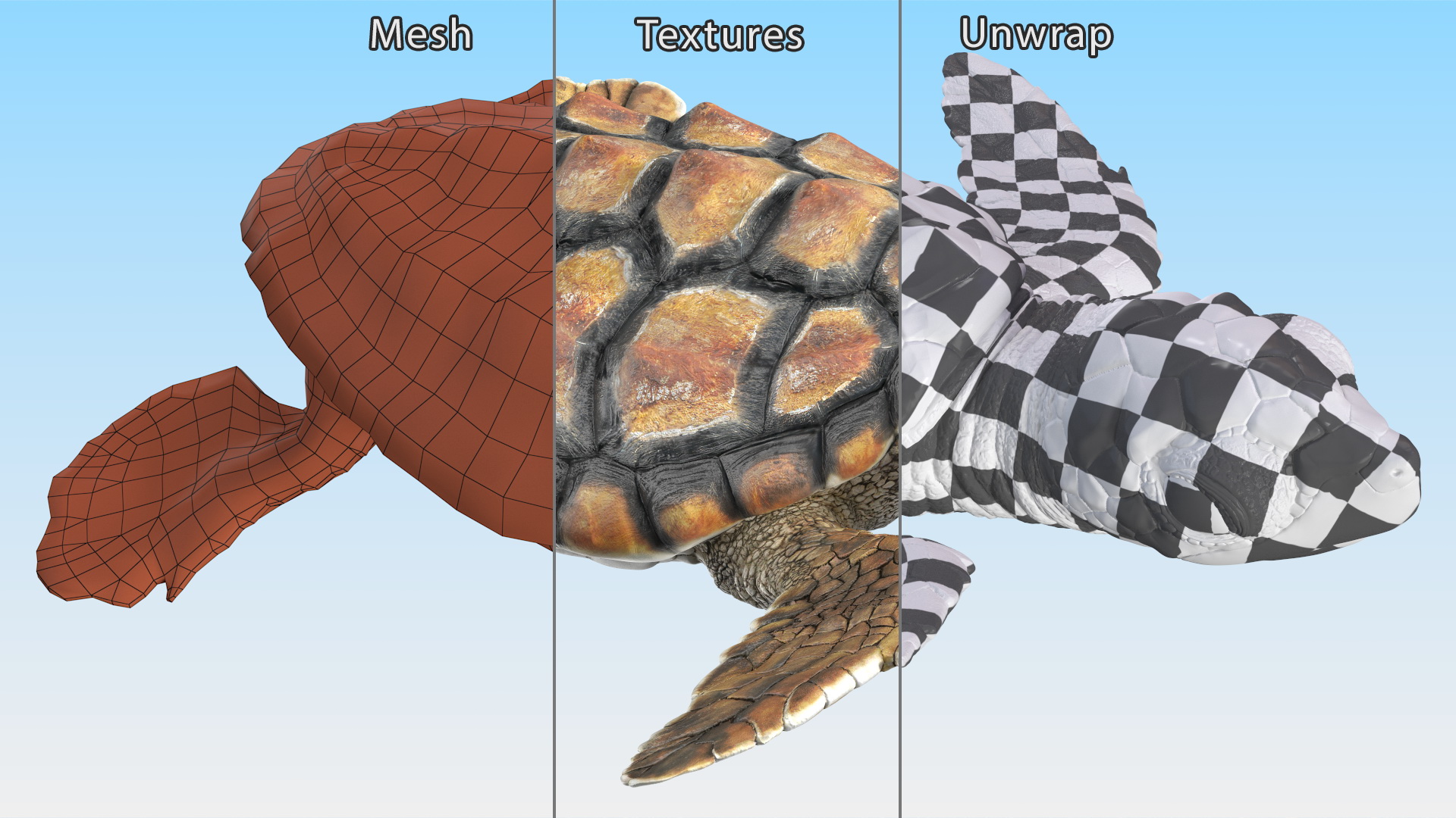 Baby Brown Sea Turtle Runs to the Sea 3D