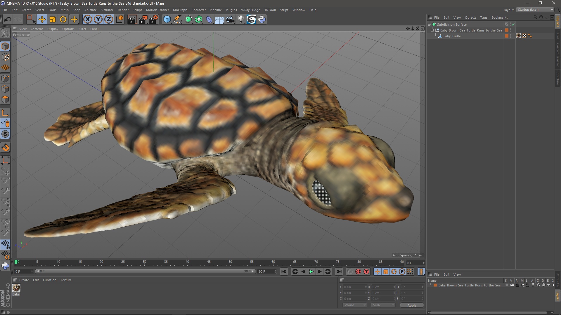 Baby Brown Sea Turtle Runs to the Sea 3D