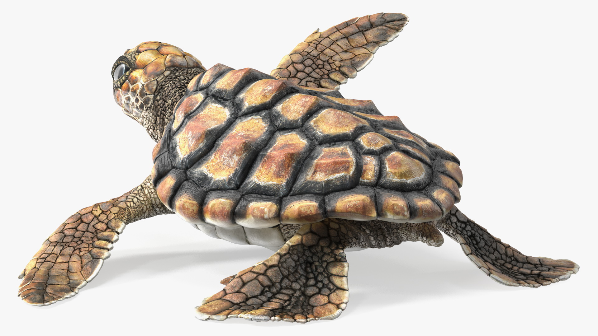 Baby Brown Sea Turtle Runs to the Sea 3D